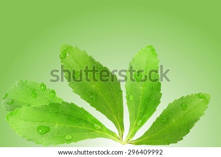 stevia sugar substitute herbs leaves in green background