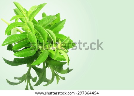 stevia sugar substitute herbs with shadow in green background