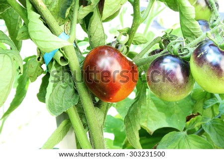 indigo rose black tomato on tomato plant