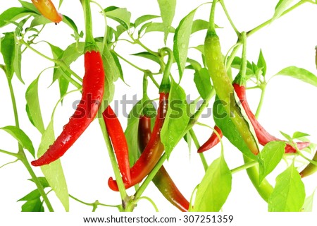 red  chili pepper on plant in white background