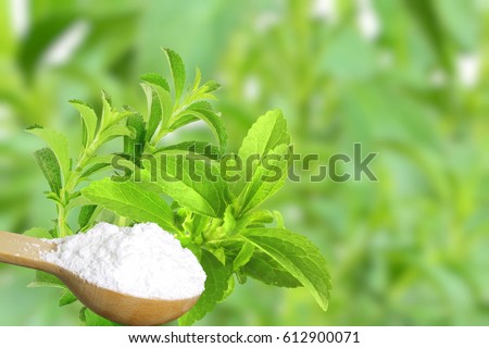 sugar substitute Stevia plant and extract powder on unfocus background