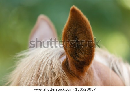 Closeup of Brown horse\'s ear