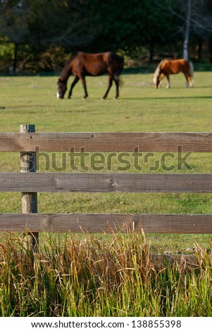 Two brown horses behind wooden fence.  Focus is on fence with tall grasses.
