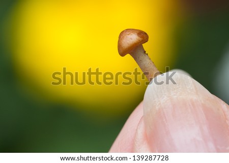 Tiny mushroom being held between finger tips against bright yellow burst of color.