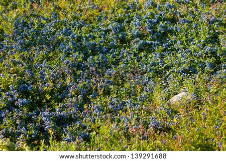 A medium shot of a field of Blueberries in Maine, USA during mid August, Summer.