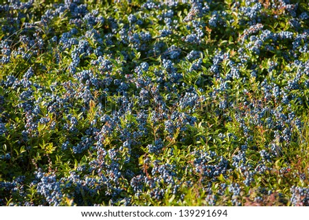 A medium shot of a field of Blueberries in Maine, USA during mid August, Summer.