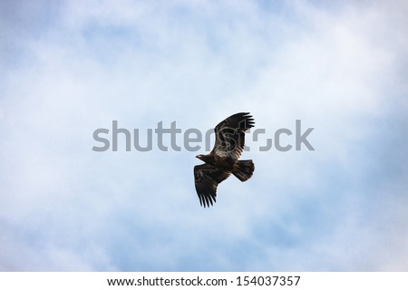 Young bald eagle flying through cloudy sky, Maine, USA