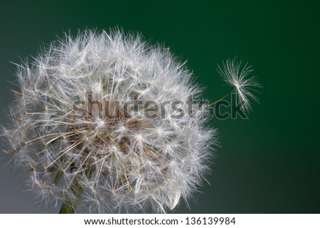 Dandelion with a single seed popping up