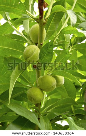 Green peach fruits growing on a peach tree branch