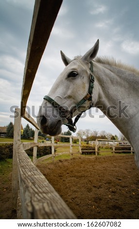 White horse. Rare Lipican horse at yard.