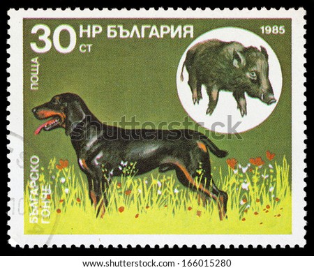 Bulgaria - CIRCA 1985: stamp printed by Bulgaria, shows a hunting dog, circa 1985.
