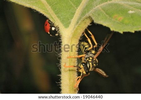wasp and lady bug