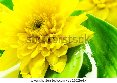 Yellow chrysanthemum shooting close up