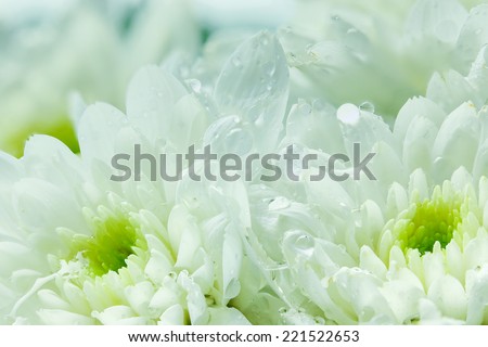 White chrysanthemum shooting close up