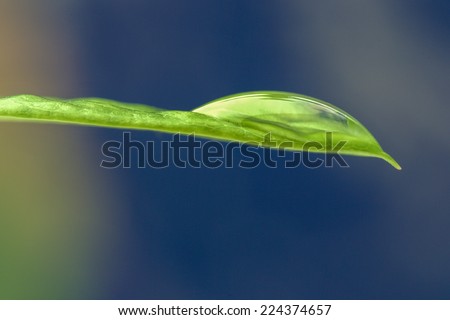 waterdrops on a green leaf shooting in close up