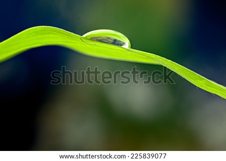 water drops on a green leaf shooting in close up