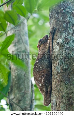 Colugo Flying Lemur