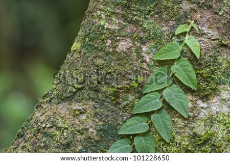 Creeper plants on mossy tree trunk