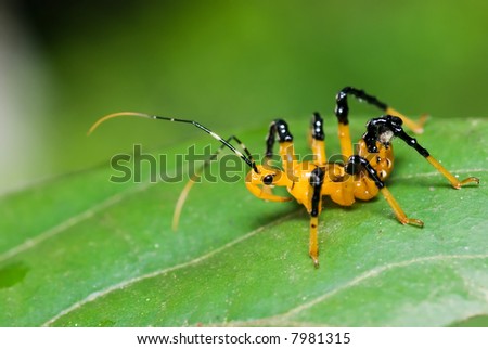 Macro shot of a yellow and black assassin bug