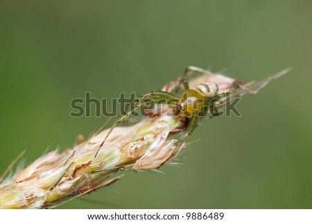 Spider Weed