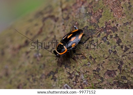 stock-photo-macro-close-up-shot-of-a-colorful-cockroach-9977152.jpg