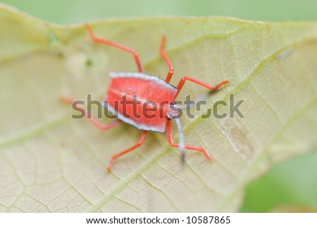 Macro/close-up shot of a shield bug/stink bug nymph on a leaf