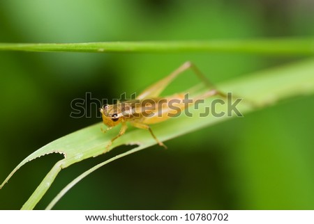 Macro/close-up shot of a cricket on a blade of grass