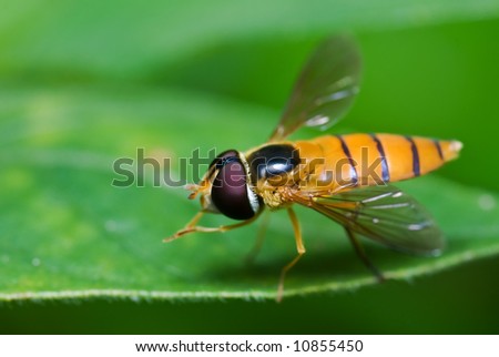 Macro/close-up shot of a hover-fly on a green leaf