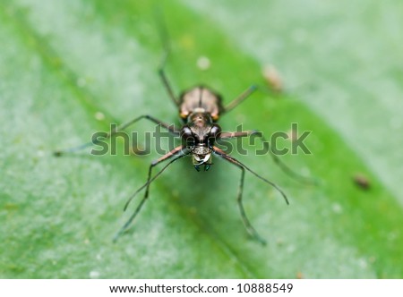 Macro/close-up shot of a tiger beetle on a green leaf