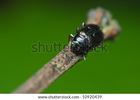 Macro/close-up of a shiny beetle on a twig