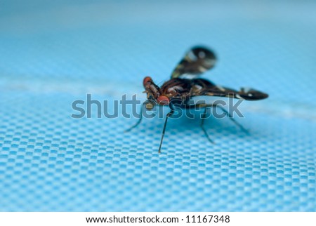 Macro/close-up shot of a picture wing fly
