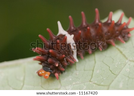 Macro/close-up shot of a maroon colored spiny caterpillar on a green leaf