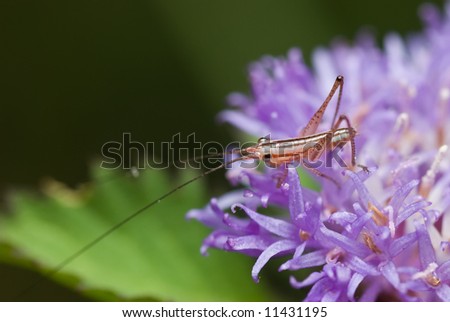 Macro/close-up shot of a reddish katydid nymph on a purple wildflower