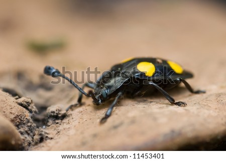Macro/Close-Up Shot Of A Yellow Spotted Black Beetle Stock ...
