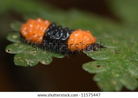 Macro/close-up shot of an orange and black caterpillar on a green leaf