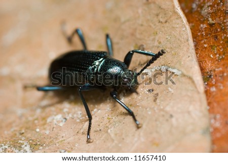 Macro/close-up shot of a shiny blue beetle on a dry leaf