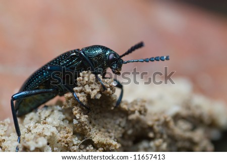 Macro/close-up shot of a shiny blue beetle on a dry leaf