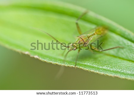 Macro/close-up shot of a green shield bug/stink bug on a green leaf