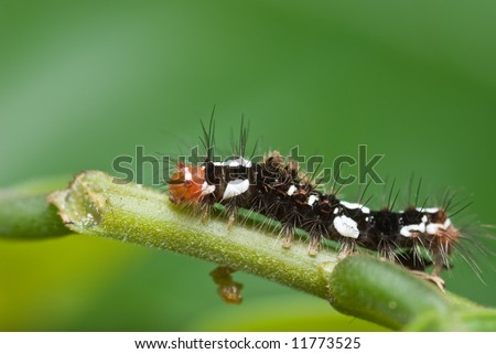 black and white caterpillar. lack and white caterpillar.