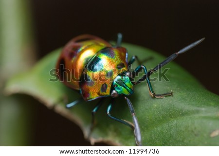 Macro/close-up shot of a shiny, colorful beetle