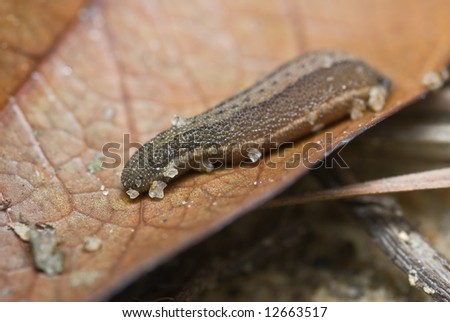 Macro/close-up shot of a leech