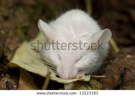 Macro/close-up shot of a white mouse sleeping