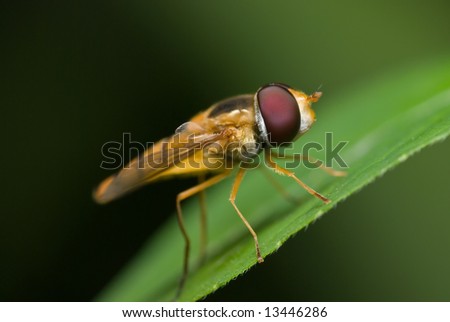 Macro/close-up shot of a hover-fly