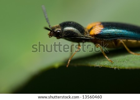 Macro/close-up shot of a click beetle