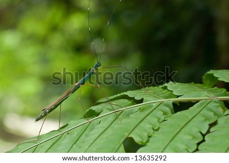 Macro/close-up shot of a stick insect