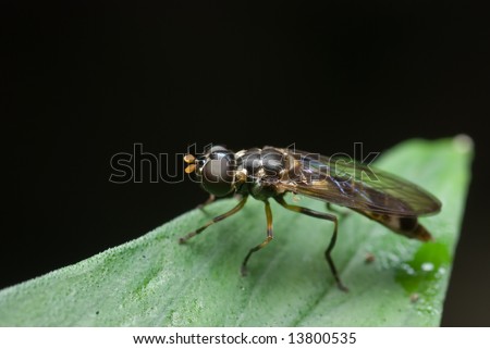 Macro/close-up shot of a hover fly