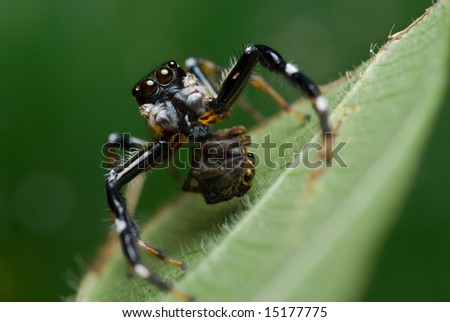 Jumping spider with prey - a small jumping spider