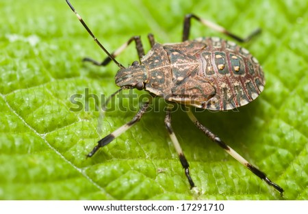 Shield bug/stink bug on leaf