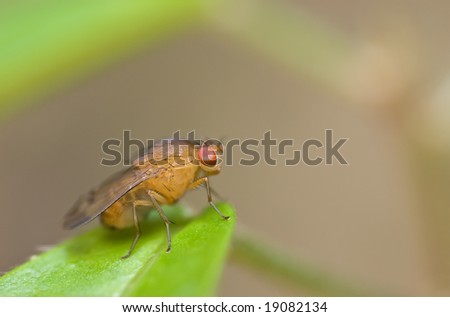 A fruit fly on leaf