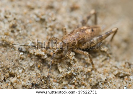 A brown cricket on sandy ground